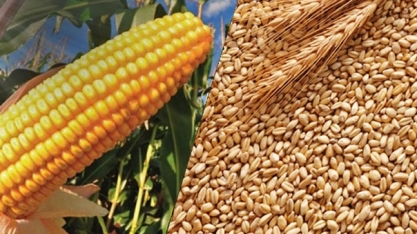 China: Importação de milho cai 33% em agosto; de trigo aumenta 58,5%