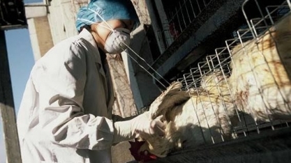 Mapa confirma suspensão do Japão ao frango de Mato Grosso do Sul