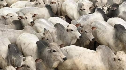 Carne bovina atinge maior preço frente ao boi gordo para abate no Brasil na história