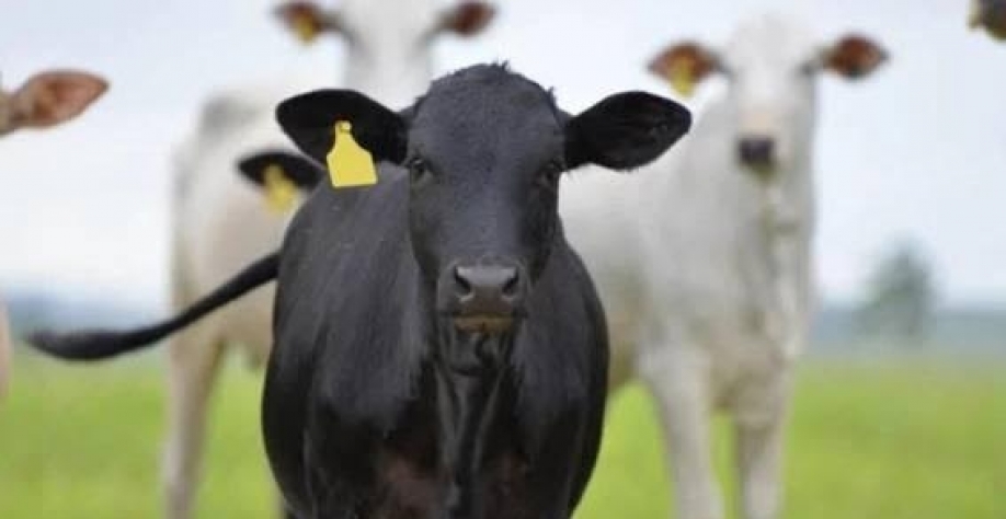 Derretimento da economia da China segue como um dos principais fatores para a queda no preço pago pelo mercado; Yuan cai 15% frente ao real (Imagem: Unsplash)