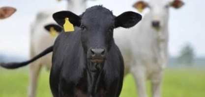 China paga menor preço pela carne do Brasil desde novembro de 2021    Por Pasquale Augusto