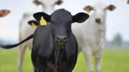 China paga menor preço pela carne do Brasil desde novembro de 2021    Por Pasquale Augusto