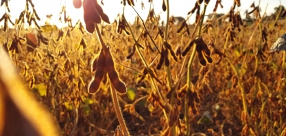 Recorde de produção de grãos mascara quebras por crise climática