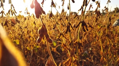 Recorde de produção de grãos mascara quebras por crise climática