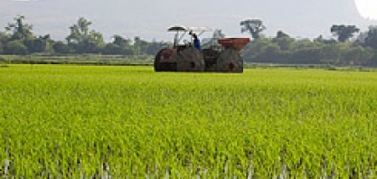 Com liderança do arroz, pressão dos agrícolas aumenta no campo 