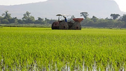 Com liderança do arroz, pressão dos agrícolas aumenta no campo 