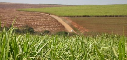 Produtividade dos canaviais do Centro-Sul registra alta de 23%