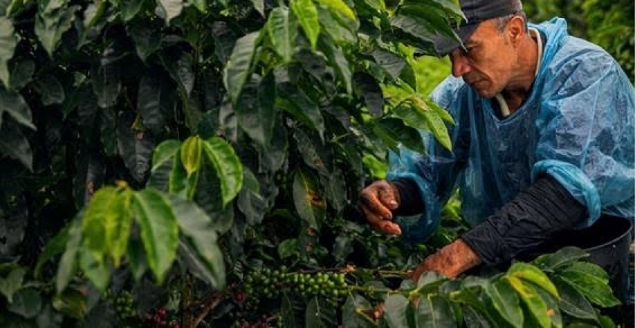 Café: Análise Conjuntural Agromensal Agosto/23 do Cepea/Esalq/USP