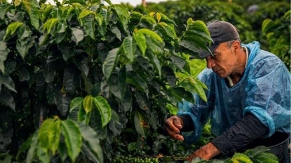 Café: Análise Conjuntural Agromensal Agosto/23 do Cepea/Esalq/USP