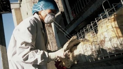MS registra primeiro foco de influenza em aves domésticas