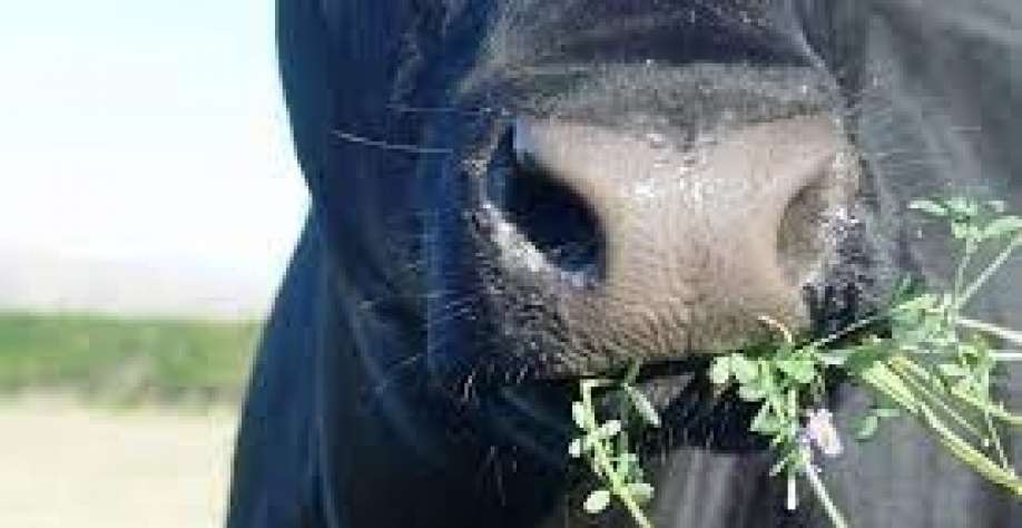 Por que o arroto do gado não sai da agenda de ações climáticas