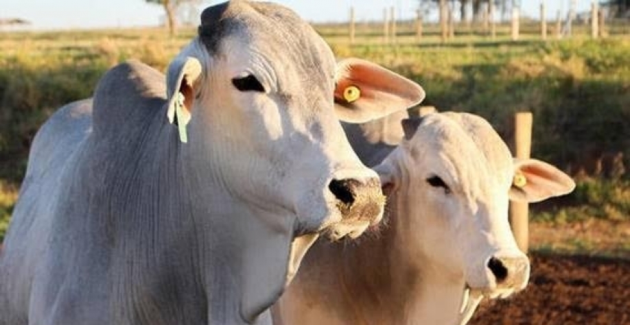 De acordo com o Cepea, tanto a pressão da oferta como para demanda tem afetados os preços do boi gordo, que recuaram mais de 11% no mês (Imagem: Reprodução/Embrapa)