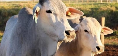 Boi gordo: Preço cai para menor patamar em mais de 5 anos