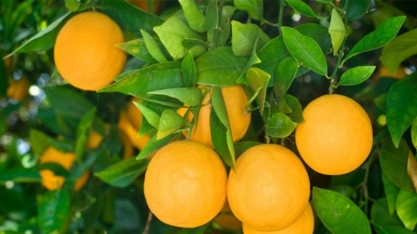 Safra de laranja 2023/24 em SP e MG deve chegar a 309,34 mi de caixas