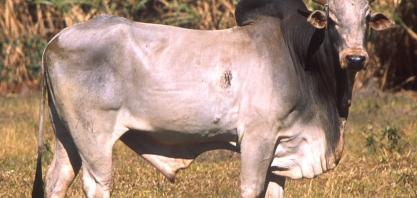 Boi: Análise Conjuntural Agromensal Agosto/23 do Cepea/Esalq/USP