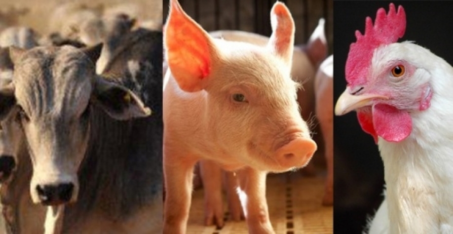 Estados Unidos e União Europeia têm menos carne