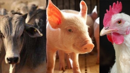 Estados Unidos e União Europeia têm menos carne