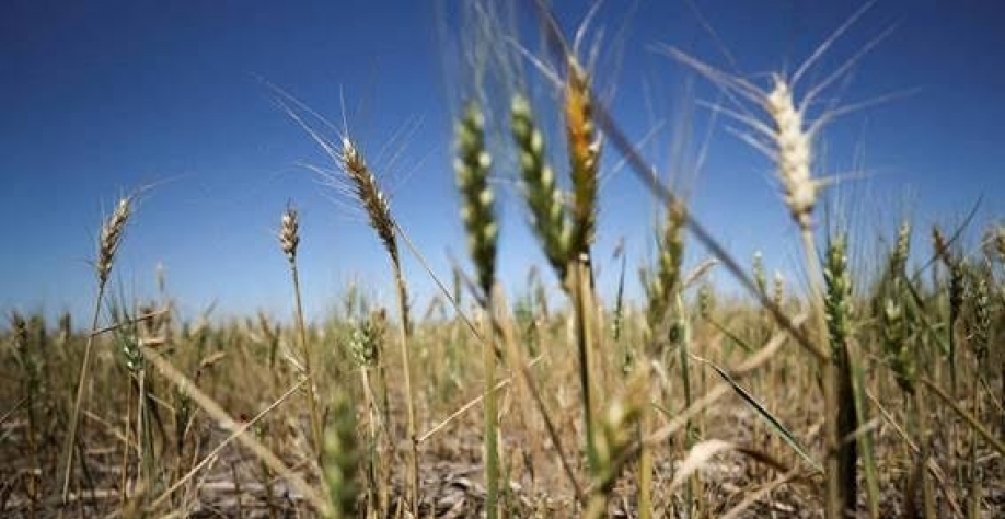 Pela primeira vez, balança do agro com Argentina fica favorável ao Brasil