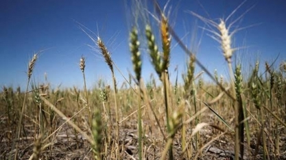 Pela primeira vez, balança do agro com Argentina fica favorável ao Brasil