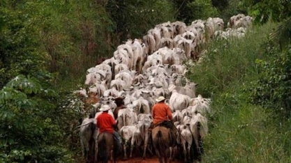 Como a Amazônia se tornou a maior área de pasto do Brasil