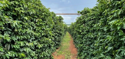 Café: Protejam-se! – Por Marcelo Fraga Moreira