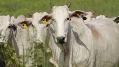 Boi: Preços saltam quase 20% e fogem tendência de 2023