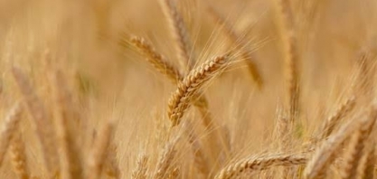 MAPA anuncia R$ 400 mi para comercialização de trigo na safra 23/24   