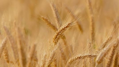 MAPA anuncia R$ 400 mi para comercialização de trigo na safra 23/24   