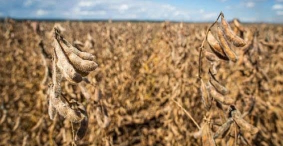 MT: Clima preocupa produtores que replantam soja e atrasam plantio do milho