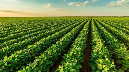 Soja: Análise Conjuntural Agromensal Setembro/2023 Cepea/Esalq/USP