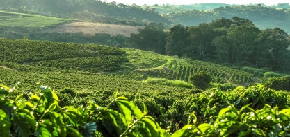 Café: Redução na demanda ou na oferta? – Por Marcelo Fraga Moreira