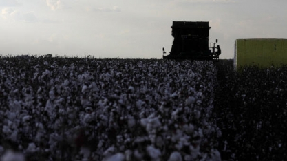  Algodão: Análise Conjuntural Agromensal Setembro/2023 Cepea/Esalq/USP