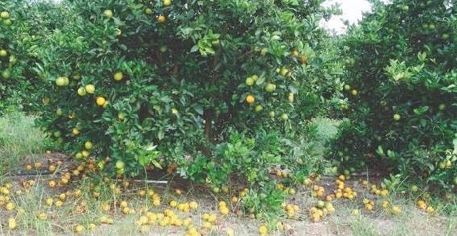 Pior praga da laranja avança e gera risco extremo a pomares brasileiros