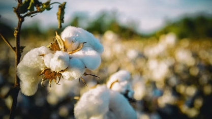 Brasil vai produzir mais algodão que os EUA pela primeira vez na história