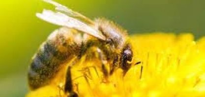 Mudança climática ameaça insetos que polinizam lavouras como café e cacau