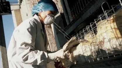 Gripe aviária: África do Sul abate 2,5 mi de frangos para conter surtos