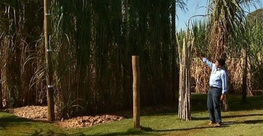  Semente vai mudar forma de plantio de cana no País há 500 anos