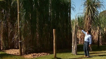  Semente vai mudar forma de plantio de cana no País há 500 anos