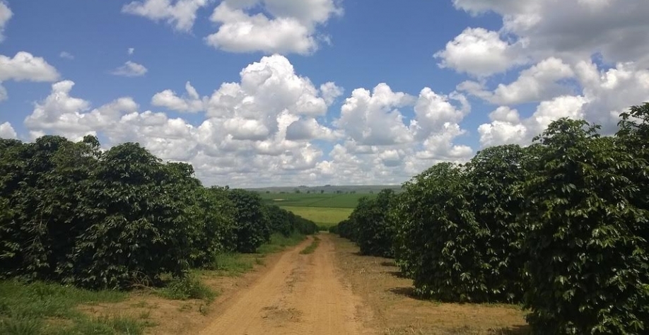 Café: Um erro não justifica o outro! – Por Marcelo Fraga Moreira