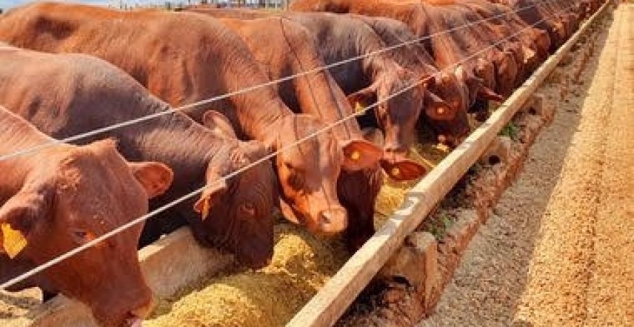 Pecuária de corte se moderniza, fica mais lucrativa e sustentável no País