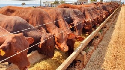 Pecuária de corte se moderniza, fica mais lucrativa e sustentável no País