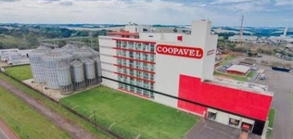 Coopavel deve receber a maior safra de trigo da sua história em 2023