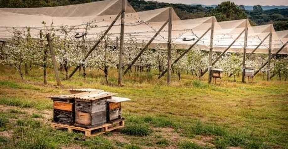 Pomar de macieiras com cobertura antigranizo em Santa Catarina; cultura não sobrevive sem polinização das abelhas. Foto André Sezerino, pesquisador da Epagri (Empresa de Pesquisa Agropecuária e Extensão Rural de Santa Catarina)   cedida pelo autor