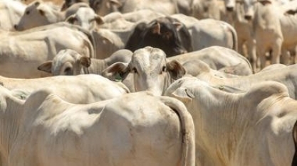 Rastreamento bovino pode ser elo para soluções sustentáveis