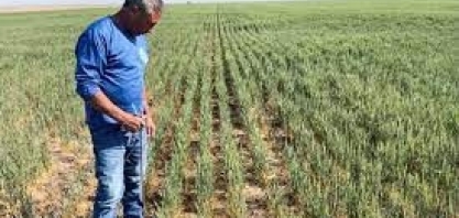 Adversidades climáticas reduzem potencial de produção do trigo
