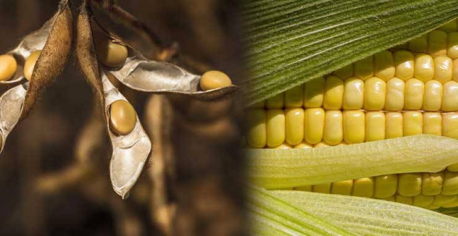 El Niño atrasa o plantio da soja em Mato Grosso e ameaça milho safrinha