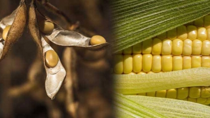 El Niño atrasa o plantio da soja em Mato Grosso e ameaça milho safrinha