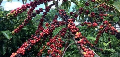 Estigmatizados, cafés conilon e robusta vivem revolução de qualidade