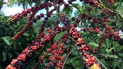 Estigmatizados, cafés conilon e robusta vivem revolução de qualidade