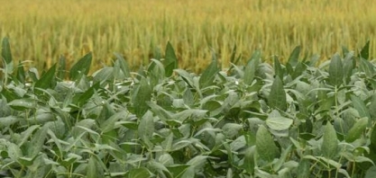 Pela primeira vez, preço da saca de arroz supera o da soja